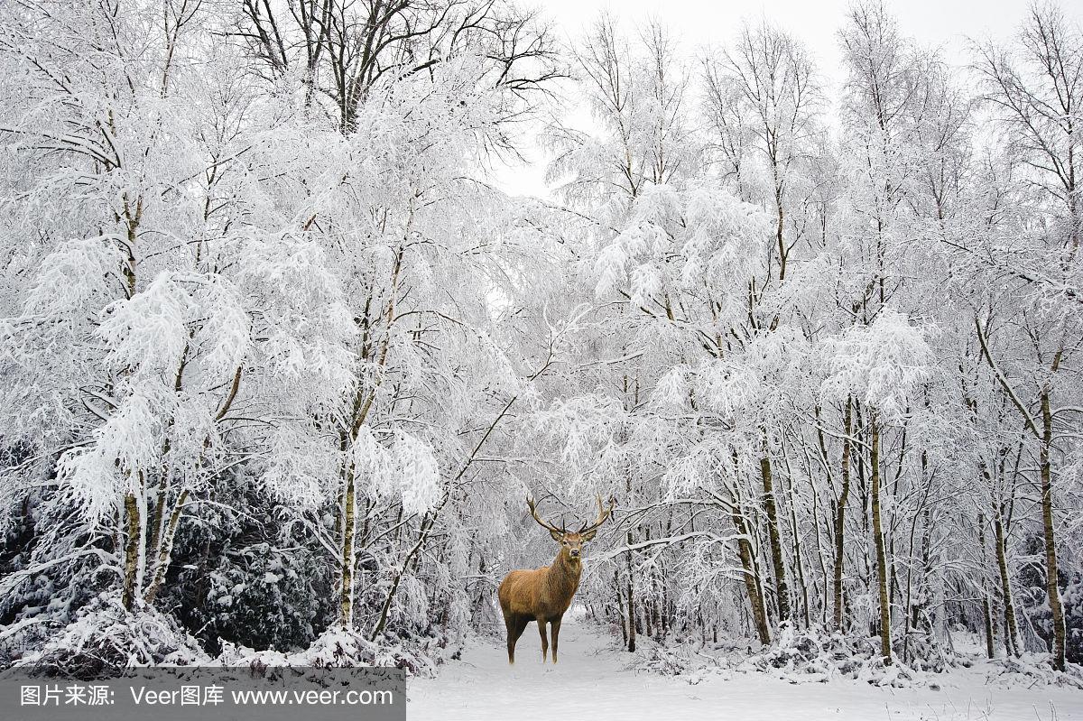 高速公路安全驾驶：生命之盾，秩序之基